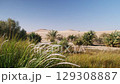 Desert oasis with grass and palm trees under blue sky 129308887