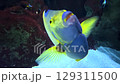 Colorful curious fish swims gracefully in vibrant underwater environment 129311500