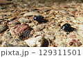 Black beetles crawling on rocky ground in a natural environment 129311501