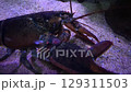 Lobster eats shrimp in an aquarium habitat during evening observation 129311503