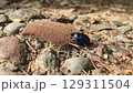 Unique blue beetle crawls over stones in a natural setting 129311504