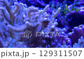 Underwater exploration of vibrant coral reef during nighttime hours 129311507