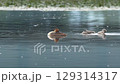 一群鳳頭鸊鷉在河裡游泳 129314317
