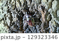 カブトムシ 129323346