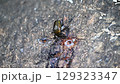 カナブン 129323347
