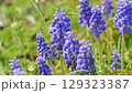 ムスカリ 129323387