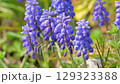 ムスカリ 129323388
