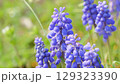 ムスカリ 129323390
