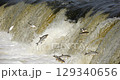 4K - Many fish jump over the river waterfall. Close-up 129340656