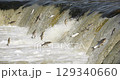 4K - Fish migrate upstream along a river by jumping over a waterfall. Slow-mo 129340660