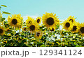 街角のひまわり畑 129341124