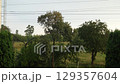 Rainy Day Landscape: Trees and Power Lines in Gloomy Weather, Rural Scene, Green Foliage, Electric Poles, Overcast Sky, Atmospheric Condition 129357604