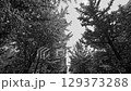 "Black and White" walking through the sunlight filtering through the trees in the park 129373288