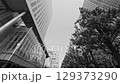 The sky seen between the skyscrapers and street trees at "Sapporo Kita 3-jo Square" in black and white 129373290