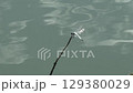 Dragonfly  129380029