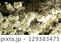 Cherry blossoms at night 129383475