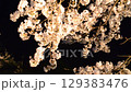 Cherry blossoms at night 129383476