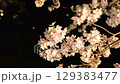 Cherry blossoms at night 129383477