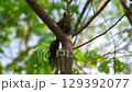 A Hokkaido squirrel resting on a branch of fresh greenery in early summer in Hokkaido 129392077
