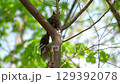 A Hokkaido squirrel resting on a branch of fresh greenery in early summer in Hokkaido 129392078