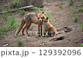 Baby fox and mother fox cuddling together in Hokkaido in early summer 129392096