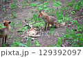 Baby fox and mother fox cuddling together in Hokkaido in early summer 129392097