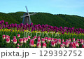 Windmills and tulip fields at Kamiyubetsu Tulip Park in Hokkaido 129392752