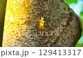 A cicada sits on a tree on hot summer day, closeup shot. Slow motion. Korea 129413317