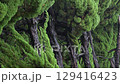 Rain dripping tree 129416423