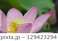 Lotus flower  129423294