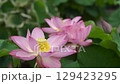 Lotus flower  129423295