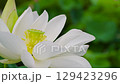 Lotus flower  129423296