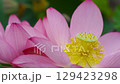 Lotus flower  129423298
