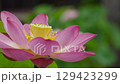 Lotus flower  129423299