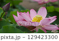 Lotus flower  129423300