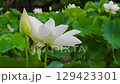 Lotus flower  129423301