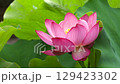 Lotus flower  129423302