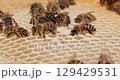 Honey Bees working on honeycomb close-up shot. Bees are best known to humans for their ecological roles as pollinators 129429531