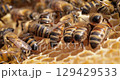 Honey Bees working on honeycomb close-up shot. Bees are best known to humans for their ecological roles as pollinators 129429533