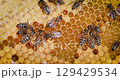 Honey Bees working on honeycomb close-up shot. Bees are best known to humans for their ecological roles as pollinators 129429534