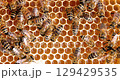 Honey Bees working on honeycomb close-up shot. Bees are best known to humans for their ecological roles as pollinators 129429535
