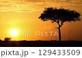 Wildebeest silhouetted against sunrise in the Masai Mara Game Reserve. 129433509