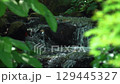 Serage 129445327