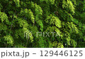  Bamboo grove 129446125