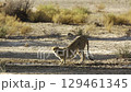 Cheetah in Kgalagadi transfrontier park, South Africa 129461345