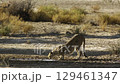 Cheetah in Kgalagadi transfrontier park, South Africa 129461347