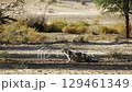 Cheetah in Kgalagadi transfrontier park, South Africa 129461349