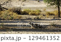Cheetah in Kgalagadi transfrontier park, South Africa 129461352
