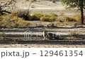 Cheetah in Kgalagadi transfrontier park, South Africa 129461354