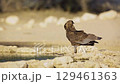 Bateleur Eagle in Kgalagadi transfrontier park, South Africa 129461363